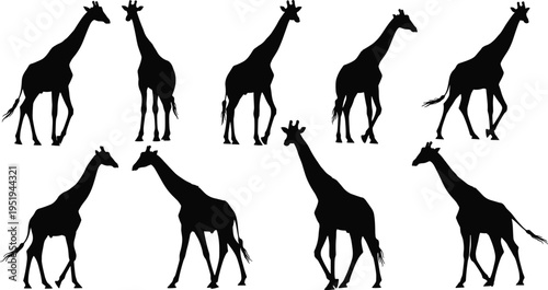 Silhouette collection of giraffes in different poses, standing, walking, neck movement variations, vector illustration for design, cataloging, classification, SEO optimization