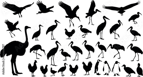 Silhouette icons of diverse bird species, herons, cranes, ibises, ostrich, penguins, chickens, ducks, avian wildlife biodiversity vector illustration design