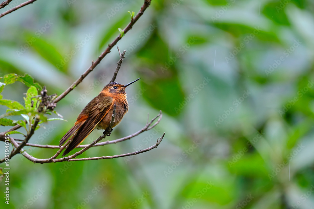 Obraz premium Shining Sunbeam (Aglaeactis cupripennis), a beautiful hummingbird perched on a branch, still, showing off its colors and plumage in detail. Peru.