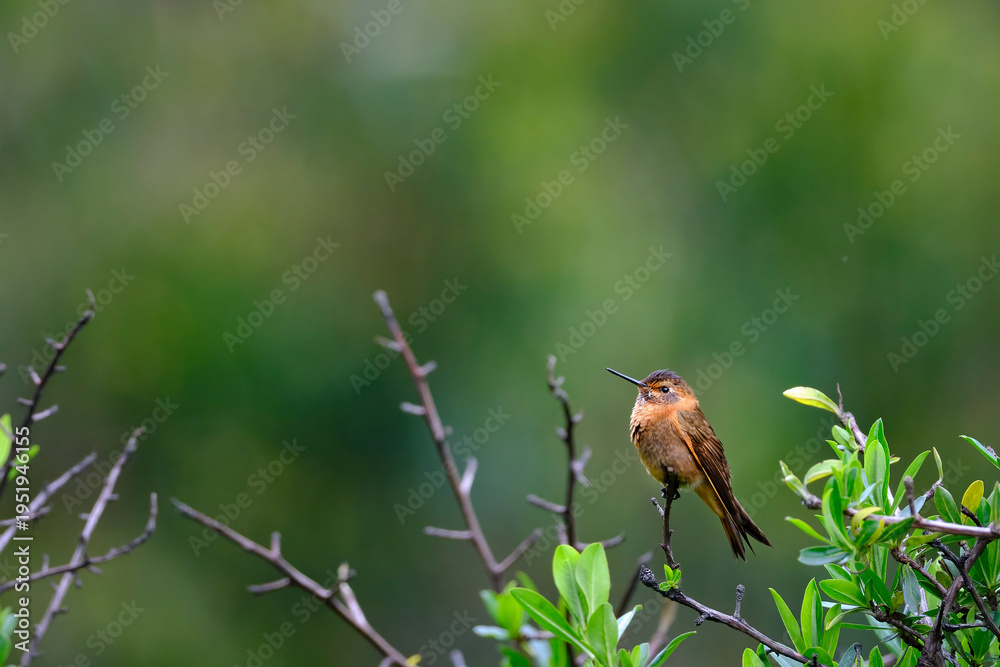 Naklejka premium Shining Sunbeam (Aglaeactis cupripennis), a beautiful hummingbird perched on a branch, still, showing off its colors and plumage in detail. Peru.