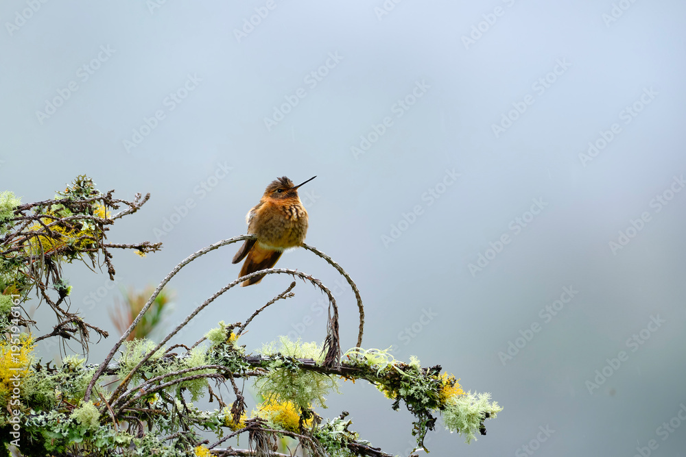 Naklejka premium Shining Sunbeam (Aglaeactis cupripennis), a beautiful hummingbird perched on a branch, still, showing off its colors and plumage in detail. Peru.