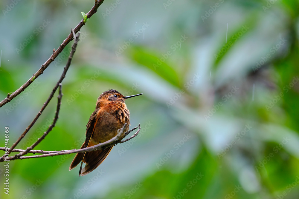 Obraz premium Shining Sunbeam (Aglaeactis cupripennis), a beautiful hummingbird perched on a branch, still, showing off its colors and plumage in detail. Peru.