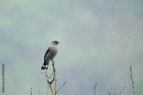 Red crested cotinga (Ampelion rubrocristatus), a cotinga perched peacefully in the rain, with a clean background. Peru.