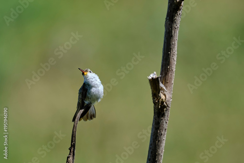 White-bellied Hummingbird (Elliotomyia chionogaster), small and beautiful, perched on branches around a bush, where its beautiful plumage can be seen. Peru.