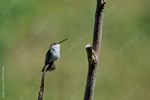 White-bellied Hummingbird (Elliotomyia chionogaster), small and beautiful, perched on branches around a bush, where its beautiful plumage can be seen. Peru.