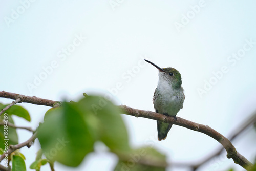 White-bellied Hummingbird (Elliotomyia chionogaster), small and beautiful, perched on branches around a bush, where its beautiful plumage can be seen. Peru.