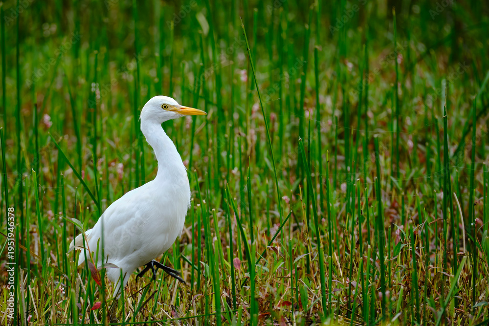 Fototapeta premium Cattle Egret (Ardea ibis), a beautiful little heron searching for food among cattails at the edge of a wetland. Peru.