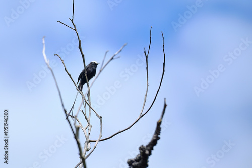Long-tailed Tyrant (Colonia colonus), a common long-tailed bird of tropical lowlands with a dark body, perched on dry branches. Peru.