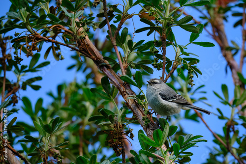 Cinereous Conebill (Conirostrum cinereum), a beautiful bird perched on branches looking for food. Peru.