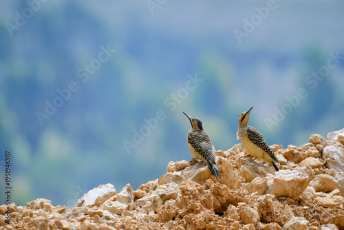 Andean Flicker (Colaptes rupicola), a mature woodpecker perched among the rocks with a beautiful view. Peru.