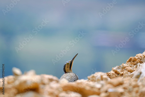 Andean Flicker (Colaptes rupicola), a mature woodpecker perched among the rocks with a beautiful view. Peru.