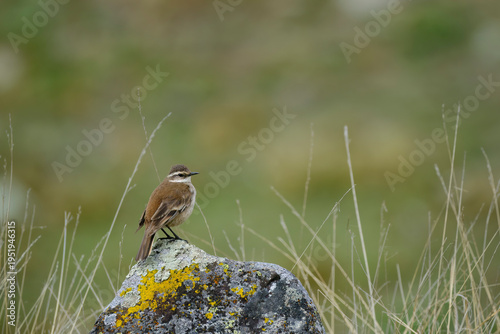 Cream-winged Cinclodes (Cinclodes albiventris), perched on the rock, is a small bird, commonly seen in the central Andes. Peru.
