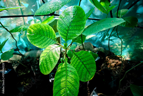 Quinine tree (Cinchona sp.), small shoot of the quinine tree, famous in Peru and is on the national coat of arms.