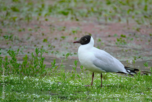 Andean Gull (Chroicocephalus serranus), a shy gull perched on the grass in search of food. Peru.