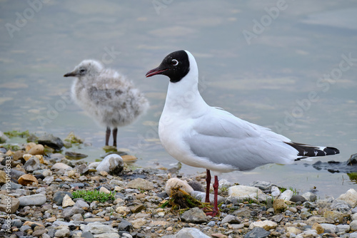 Andean Gull (Chroicocephalus serranus), a shy gull perched on the grass in search of food. Peru.