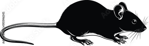 Mouse silhouette with long tail, rounded ears, whiskers, detailed rodent figure, vector illustration for design, artwork, biology themes