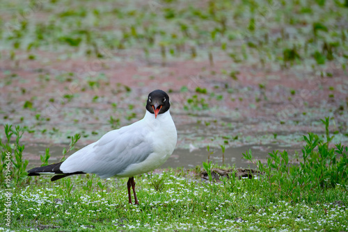 Andean Gull (Chroicocephalus serranus), a shy gull perched on the grass in search of food. Peru.