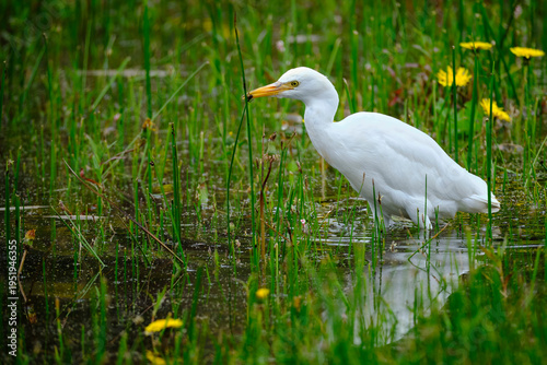 Cattle Egret (Ardea ibis), a beautiful little heron searching for food among cattails at the edge of a wetland. Peru.