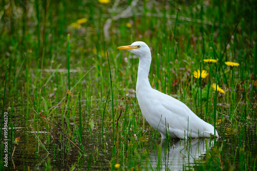 Cattle Egret (Ardea ibis), a beautiful little heron searching for food among cattails at the edge of a wetland. Peru.