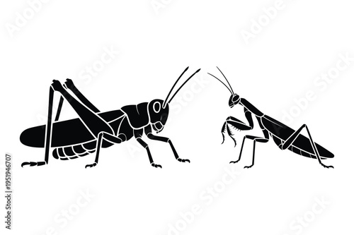 Vector illustration of grasshopper and praying mantis silhouettes