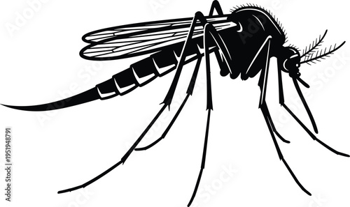 Silhouette illustration of mosquito side profile, detailed body, wings, legs, antennae, proboscis, vector design for cataloging, classification, educational, SEO optimization