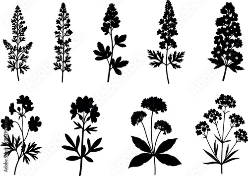 Vector illustration of flowering plant silhouettes, diverse botanical forms, leaf shapes, stem structures, floral clusters, nature design icons