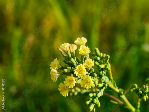 Quadro em tela A flowering prickly lettuce (Lactuca serriola) as a wallpaper image, photographed in Musio, a hamlet of Tremosine