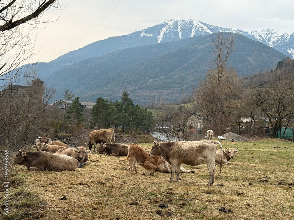 Fototapeta premium herd of sheep