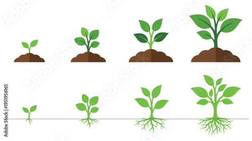 Plant growth stages, sprout, seedling, sapling evolution set, isolated vector illustration