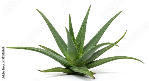 Aloe vera plant with sharp green leaves on white background for skincare and health concepts