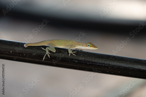 Naklejka small lizard