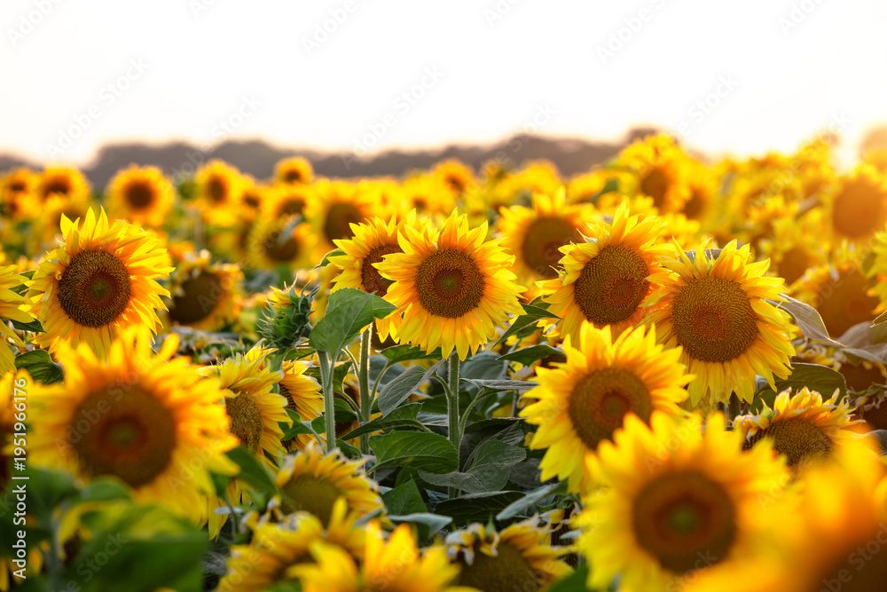 Fototapeta premium A vibrant field of sunflowers stretching to the horizon illuminated by the soft golden light of sunrise.