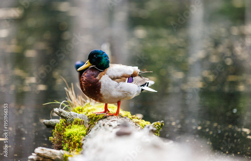 duck Stockente ente in nationalpark black forest 
