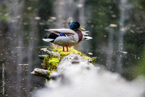 duck Stockente ente in nationalpark black forest 