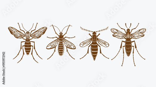 A detailed line drawing of four insects in a row, brown on a white background