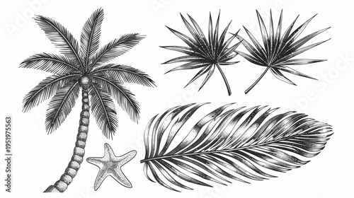 Black and white sketch of tropical leaves, palm tree, and starfish on a white background