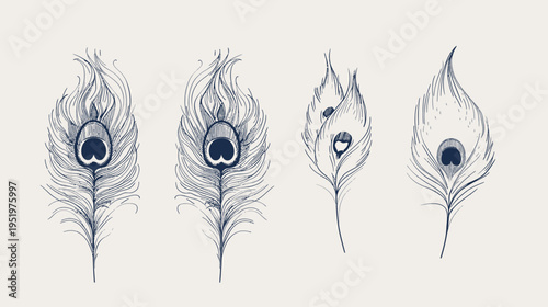 Four peacock feathers in dark, sketched lines on a light cream colored background
