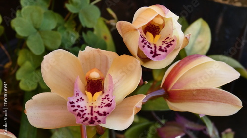 Fotografie Cymbidium, Boat Orchid, Corsage Orchid (two open blooms and bud, garden setting)