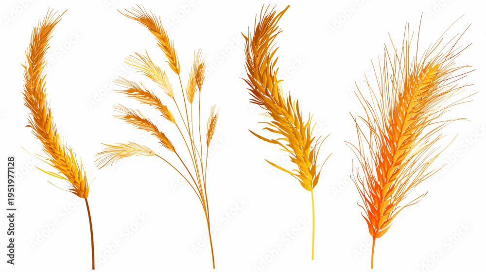 Fototapeta premium Four golden wheat illustrations with varied shapes and density on a white background