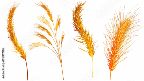Four golden wheat illustrations with varied shapes and density on a white background