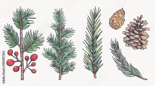 Watercolor style illustration of pine tree branches and pinecones on a white background