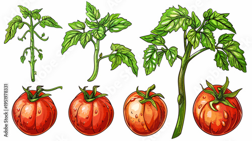 Watercolor style image of tomato plants and ripe tomatoes, isolated on a white background