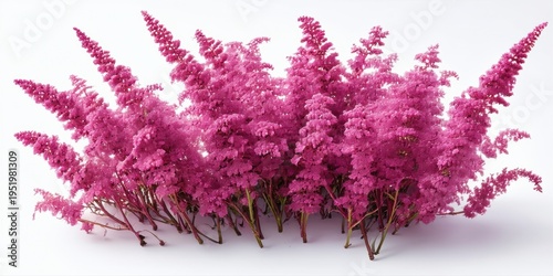 Bright pink astilbe blooms dominate image. Delicate texture, vibrant color, simple background create striking floral display.