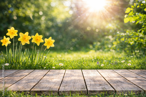 Yellow daffodils on green grass with sunlight and wooden deck in foreground, soft blurred background, clean spring banner with copy space.