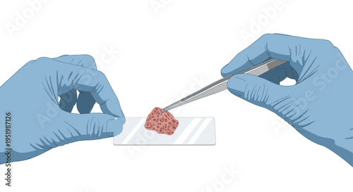 Gloved hands are meticulously placing a reddish tissue sample onto a clear microscope slide using silver tweezers.