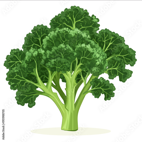 simple vector kale clipart illustration white background vector art style simple design flat illustration no shadows