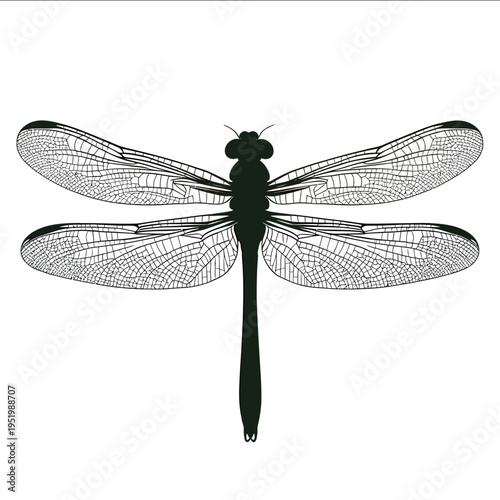 black silhouette green darner dragonfly on a white backgrounk vector