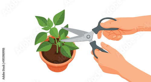 A pair of hands uses silver scissors to prune the green leaves of a small plant potted in terracotta against a white background.