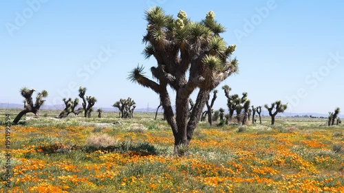 Wallpaper Mural Slow motion shot of Joshua Tree wildflower super bloom at Antelope Valley in Lancaster, California, USA Torontodigital.ca