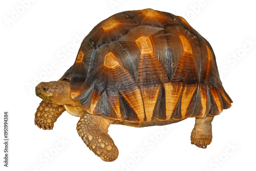 Valokuva Ploughshare tortoise, Astrochelys yniphora, white background